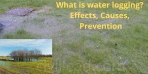 What is waterlogging? Effects, Causes, Prevention